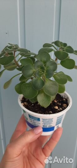 Аихризон (Дерево Любви)