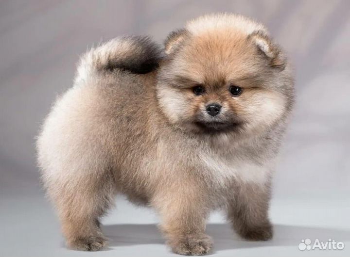 Щенки шпица