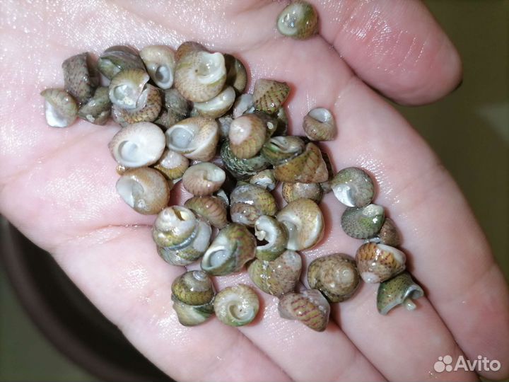 Морские ракушки гибула