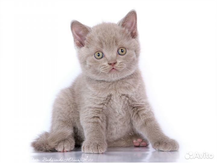 Британские котята