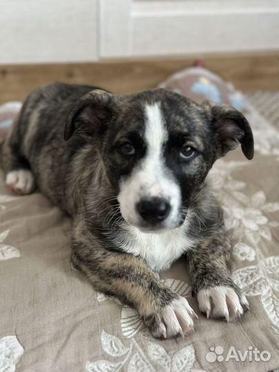 Малыш Оскар ищет любящий дом