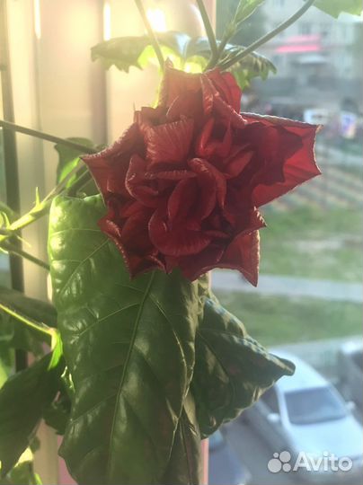 Китайская роза