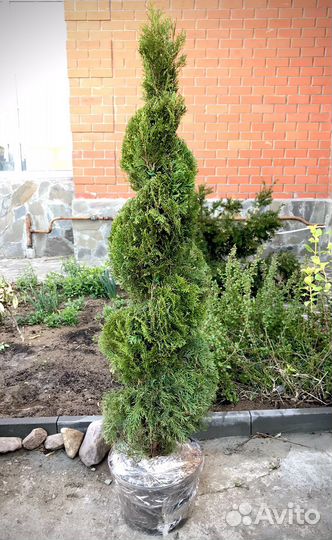 Туя смарагд фигурная стрижка