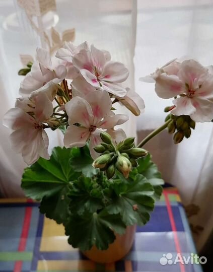 Яблоневый цвет пеларгония.Камен роза см.профиль