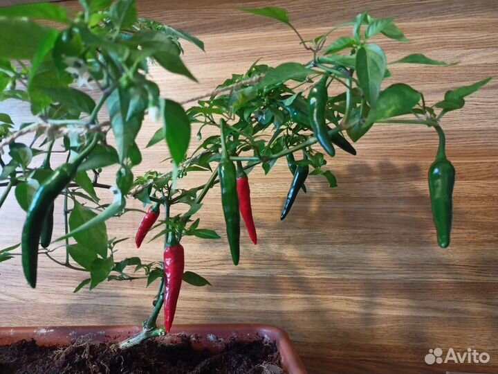 Двухкомпонентное удобрение для растений