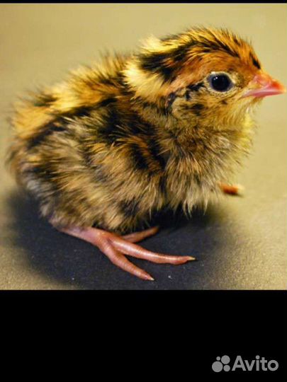 Перепела продажа суточные по 40-50