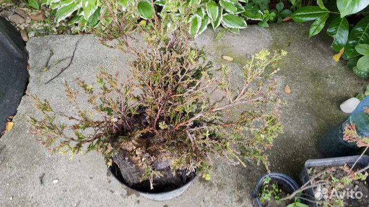 Можжевельники, Перистощетинник, гейхера, луки