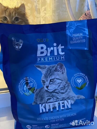 Корм для котят и беременных кошек