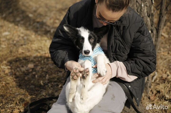 Щенок в добрые руки