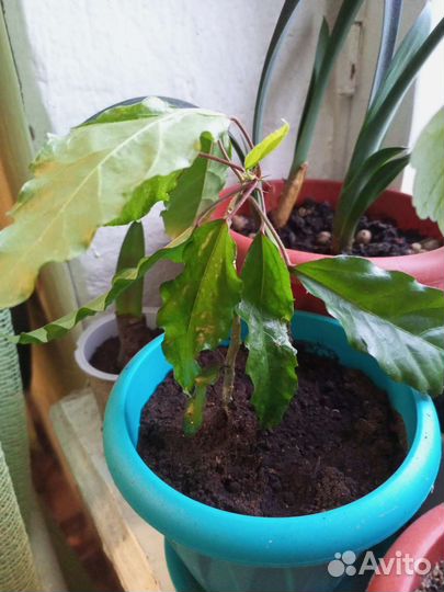 Розан (Гибискус)