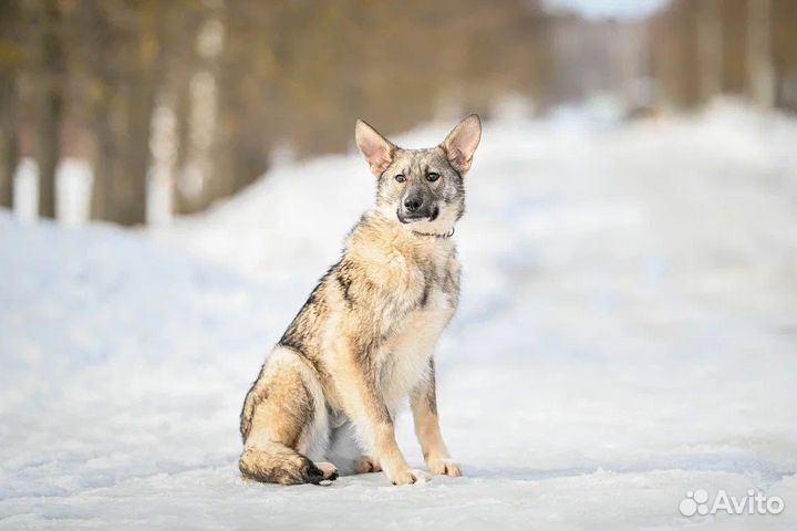 Собака в добрые руки