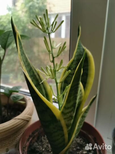 Сансевиерия лауренти