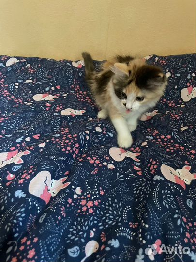 Отдам котенка в добрые руки