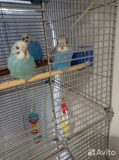 Волнистый попугай птенцы