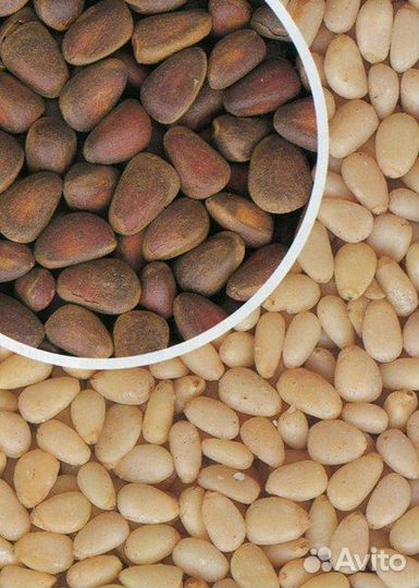 Кедровый орех в скорлупе