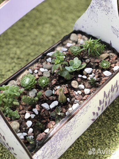 Флорариум суккуленты