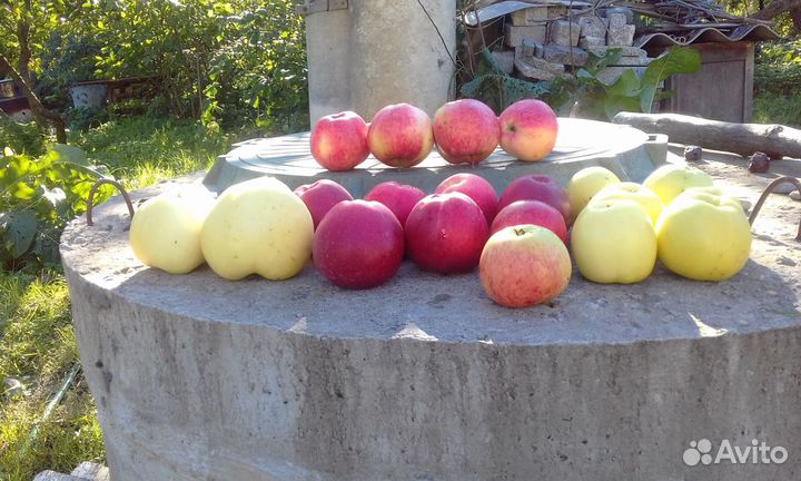 Черенки для прививки и саженцы плодовых деревьев