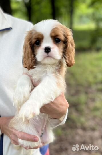 Кавалер кинг чарльз спаниель