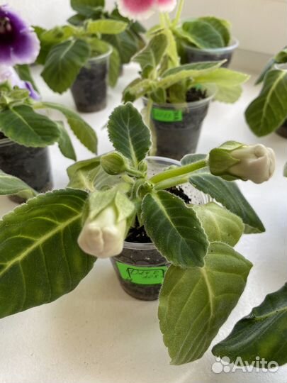 Глоксиния детки