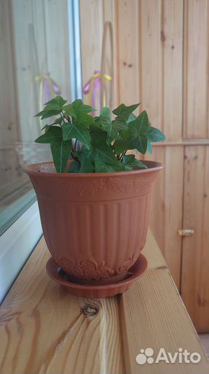 Комнатный плющ