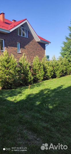 Саженцы хвойные деревья сосна ель