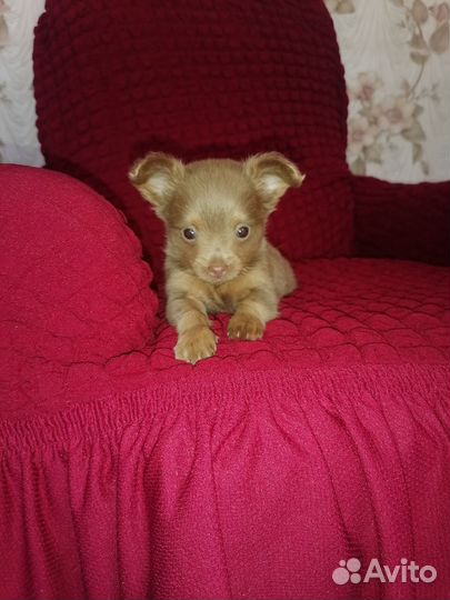 Щенки тойтерьер мини