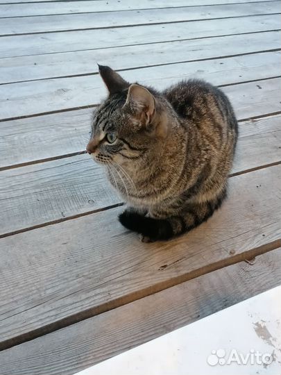 Отдам бесплатно кота