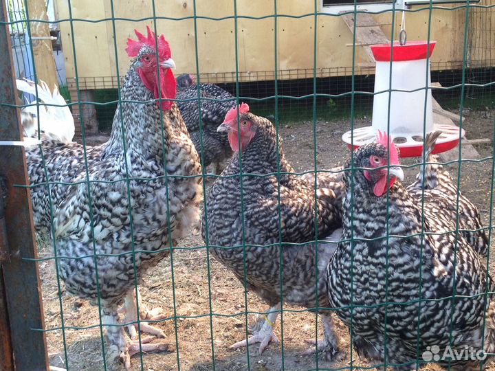 Индюшата, бройлеры, голошейки, цыплята Гриз Бар