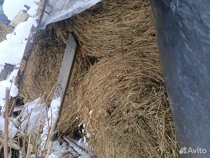 Продам сено в рулонах