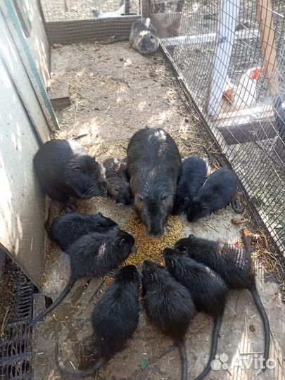 Нутрии малыши