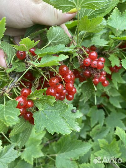 Красная смородина ягоды