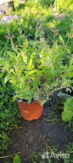 Лаванда саженцы