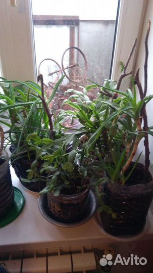Продаю растения