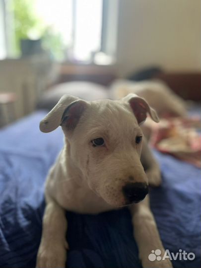 Щенки в хорошие руки