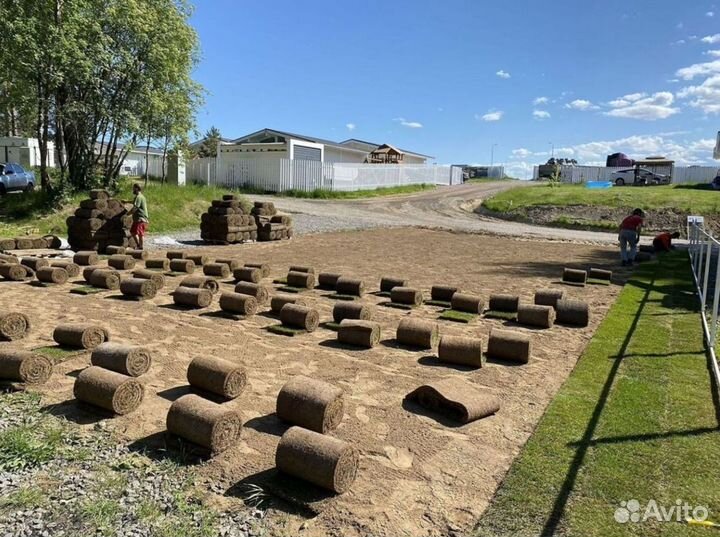 Качественный газон под ключ