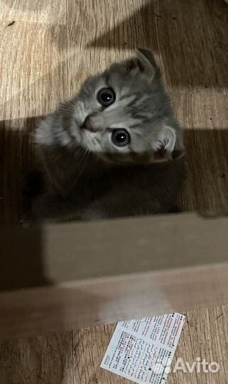 Котята в хорошие руки