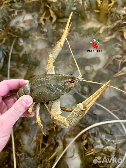 Раки для гурманов от 3 кг