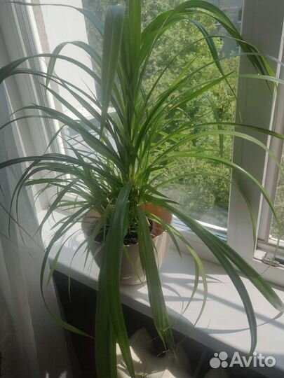 Панданус маленький