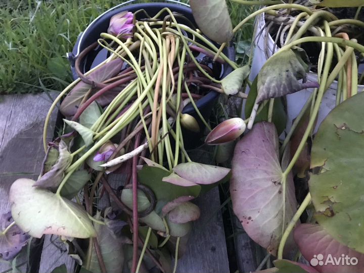 Нимфеи, розовые