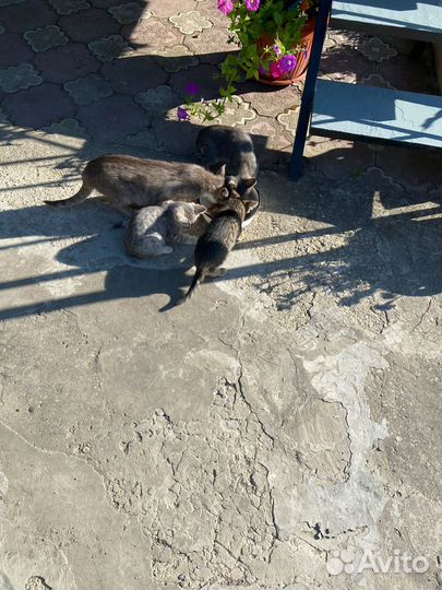 Котята в добрые руки