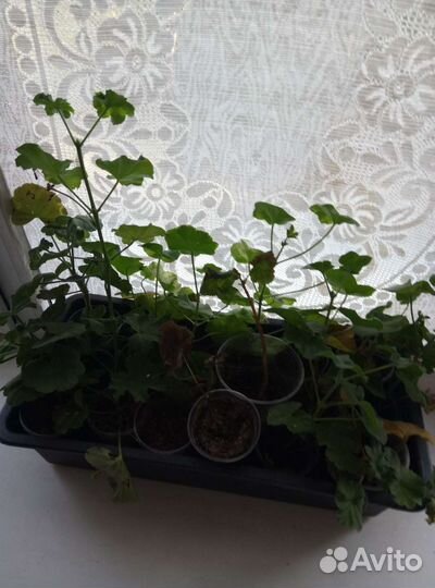 Пеларгония герань ампельная