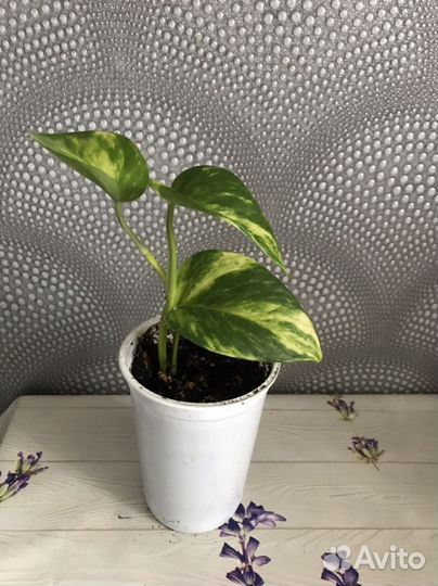 Сциндапсус