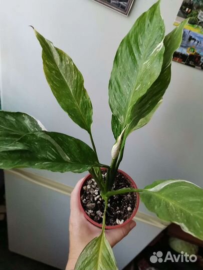 Спатифиллум Джемини с бутоном