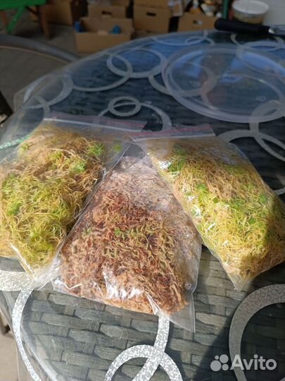 Мох сфагнум живой