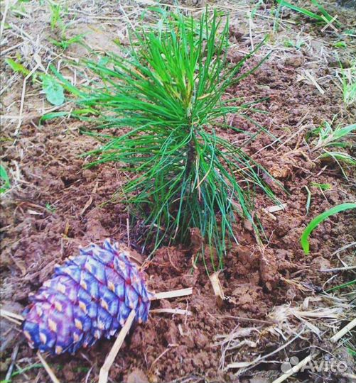 Саженцы кедра