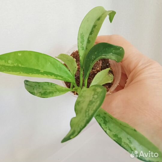 Красивые Хойи