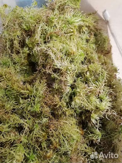 Мох сфагнум