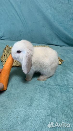 Вислоухие карликовые (мини) кролики (крольчата)