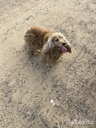 Кокер спаниель