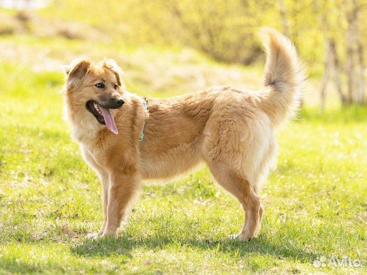 Кэсси ищет дом. Собака 1 год бесплатно